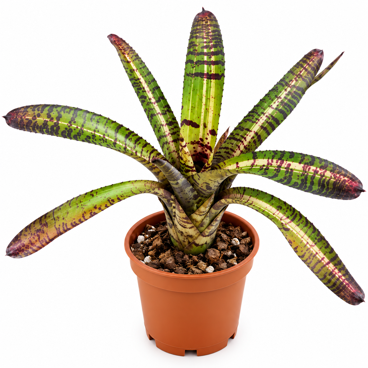 Neoregelia 'Tiger Series' (Large) – Banded Bromeliad for Vivariums | India