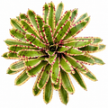 Neoregelia 'Wild Rabbit' (Large) – Characterful Bromeliad for Vivariums | India