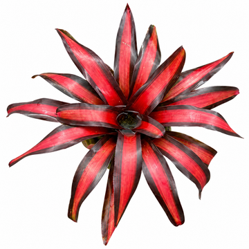 Neoregelia 'Pimento' – Red Bromeliad for Terrariums & Vivariums | India