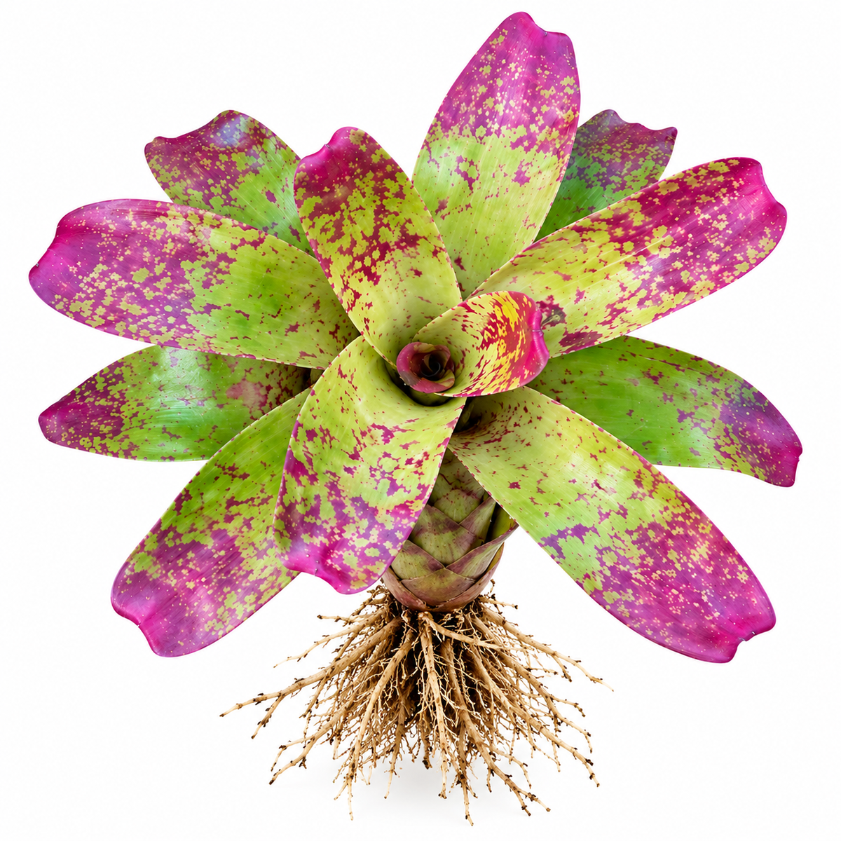 Neoregelia 'Red Cheese' (Large) – Mottled-Red Bromeliad for Vivariums | India