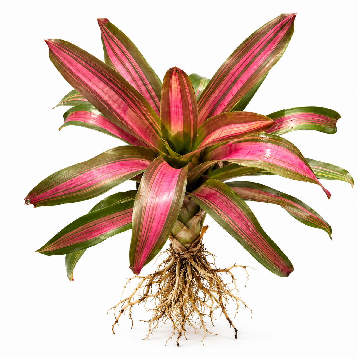 Neoregelia 'Panama #7' (Large) – Feature Bromeliad for Vivariums | India