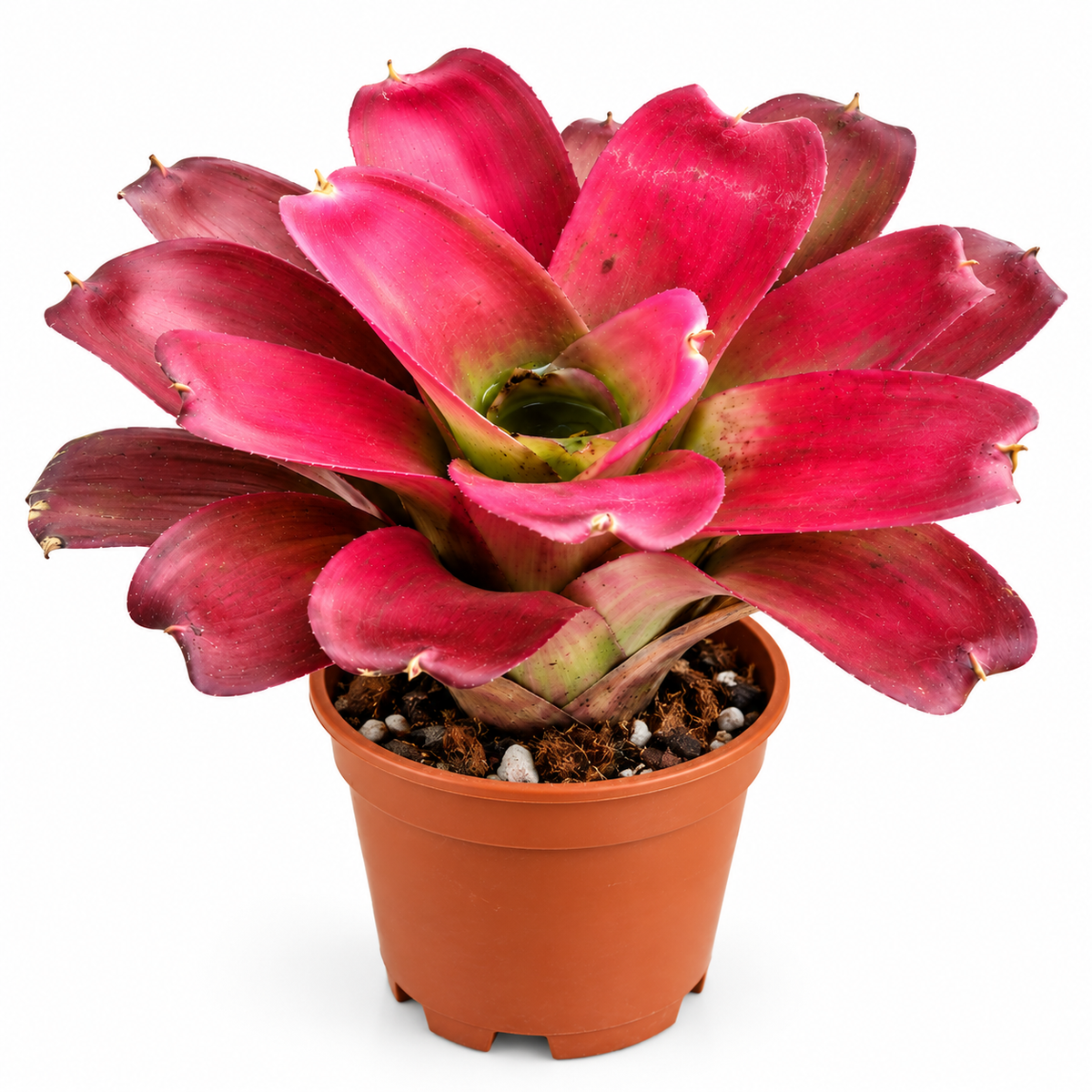 Neoregelia Hybrid (N258) – Live Bromeliad for Terrariums & Vivariums | India