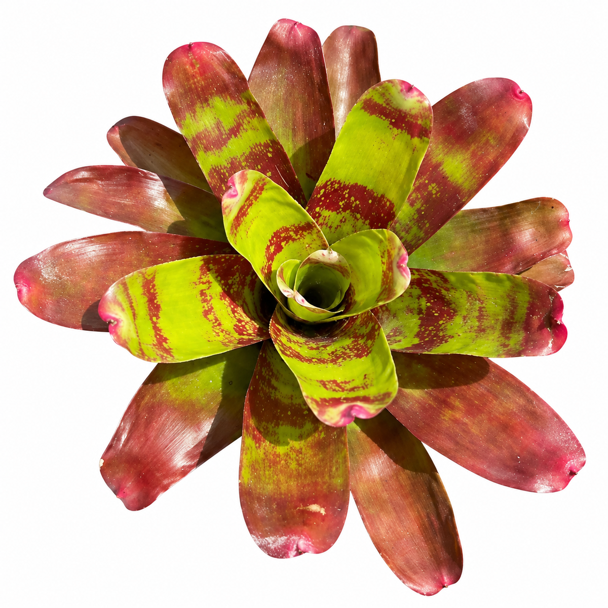 Neoregelia 'Ring of Fire' (Large) – Fiery Bromeliad for Vivariums | India