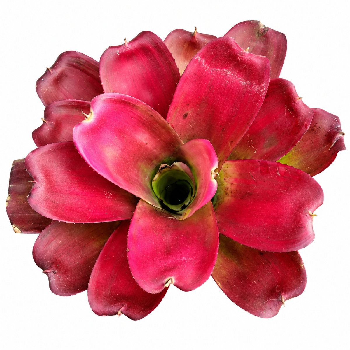 Neoregelia Hybrid (N258) – Live Bromeliad for Terrariums & Vivariums | India