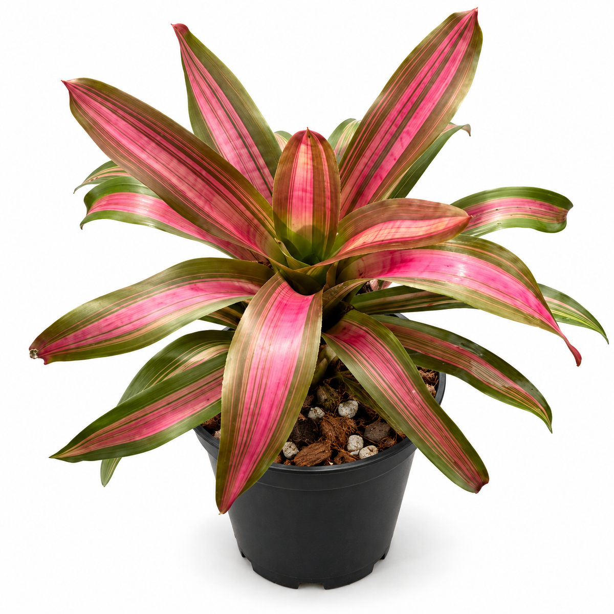 Neoregelia 'Panama #7' (Large) – Feature Bromeliad for Vivariums | India