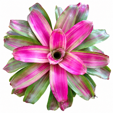Neoregelia 'Lila Candy Stripes' (Large) – Lilac Striped Bromeliad for Vivariums | India
