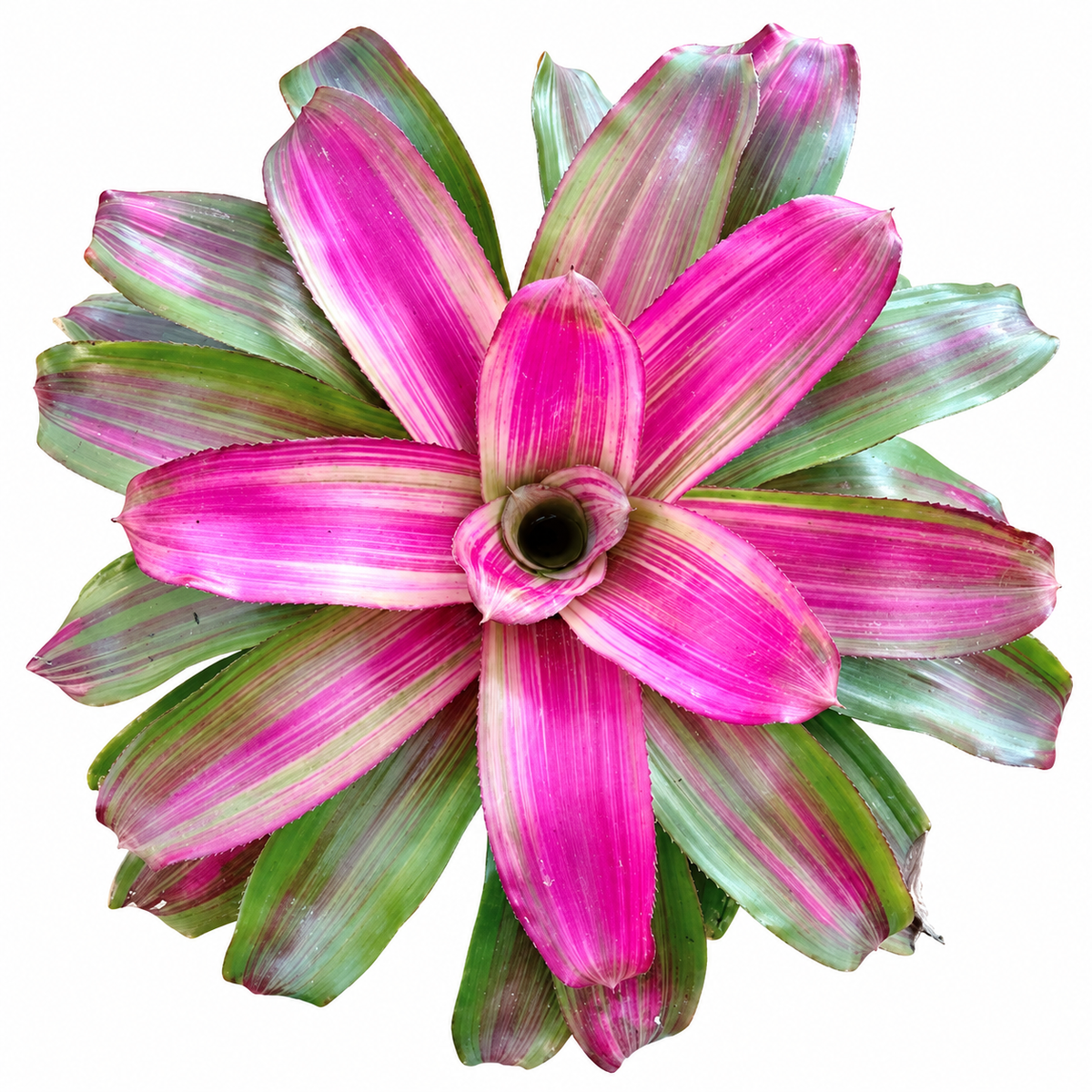 Neoregelia 'Lila Candy Stripes' (Large) – Lilac Striped Bromeliad for Vivariums | India