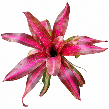Neoregelia 'Sweet Lullaby' (Large) – Pastel Bromeliad for Vivariums | India