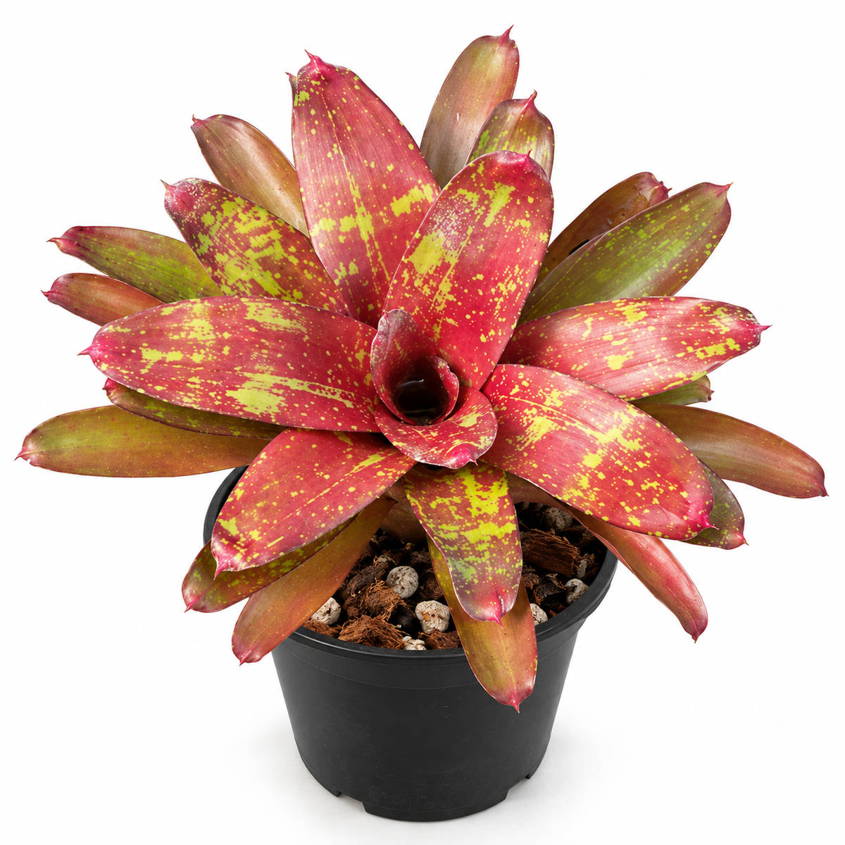 Neoregelia 'Walking Tall' – Spreading Bromeliad for Vivariums | India