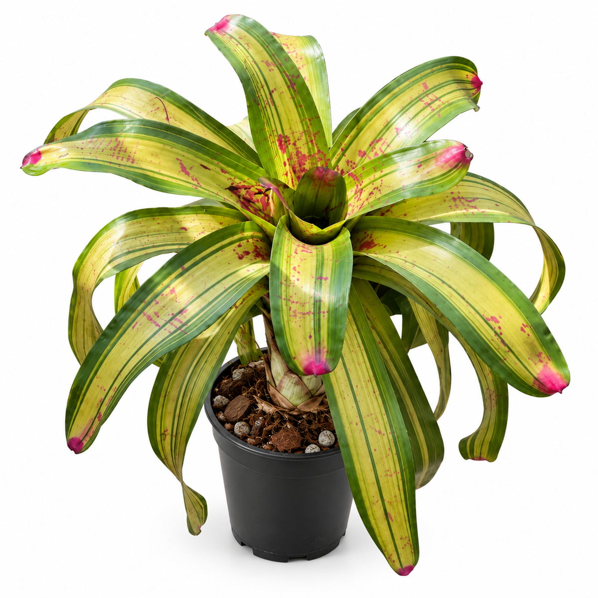 Neoregelia 'De Rolf' (Large) – Bold Bromeliad for Vivariums & Paludariums | India