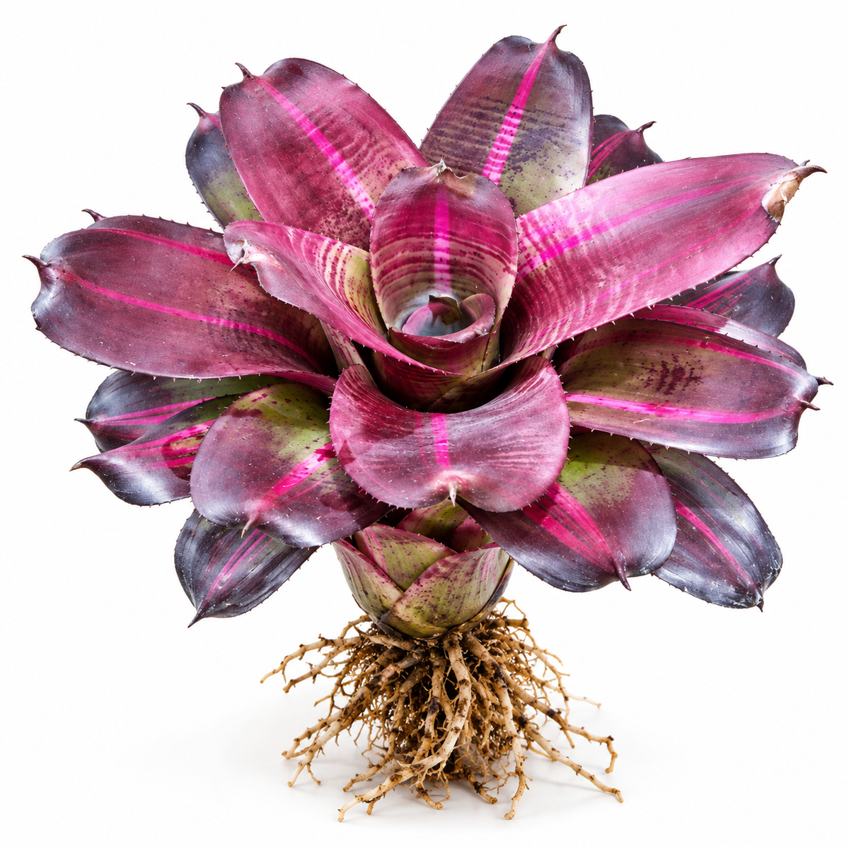 Neoregelia 'Sister Janet Variegated' (Large) – Variegated Bromeliad for Vivariums | India