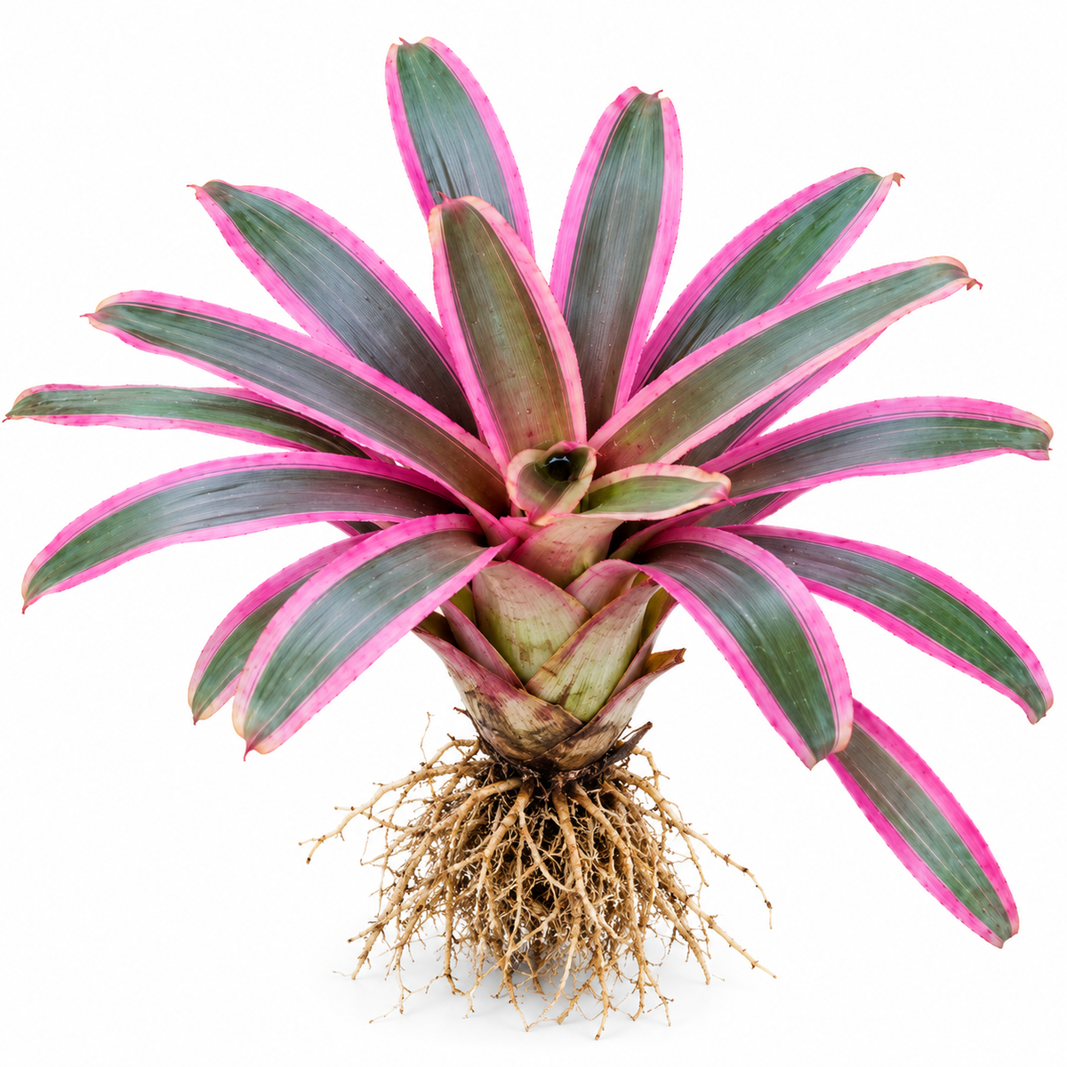Neoregelia 'Valentine's' (Large) – Red-Pink Bromeliad for Vivariums | India
