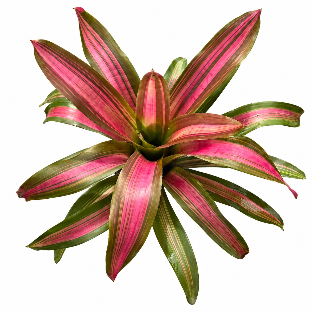 Neoregelia 'Panama #7' (Large) – Feature Bromeliad for Vivariums | India