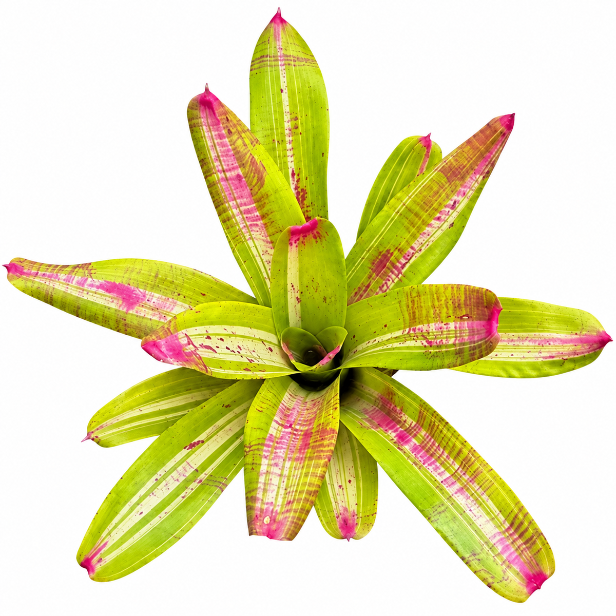 Neoregelia 'Johannis White Bar' (Large) – Variegated Bromeliad for Vivariums | India