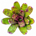 Neoregelia 'Caviar' – Speckled Bromeliad for Terrariums & Vivariums | India
