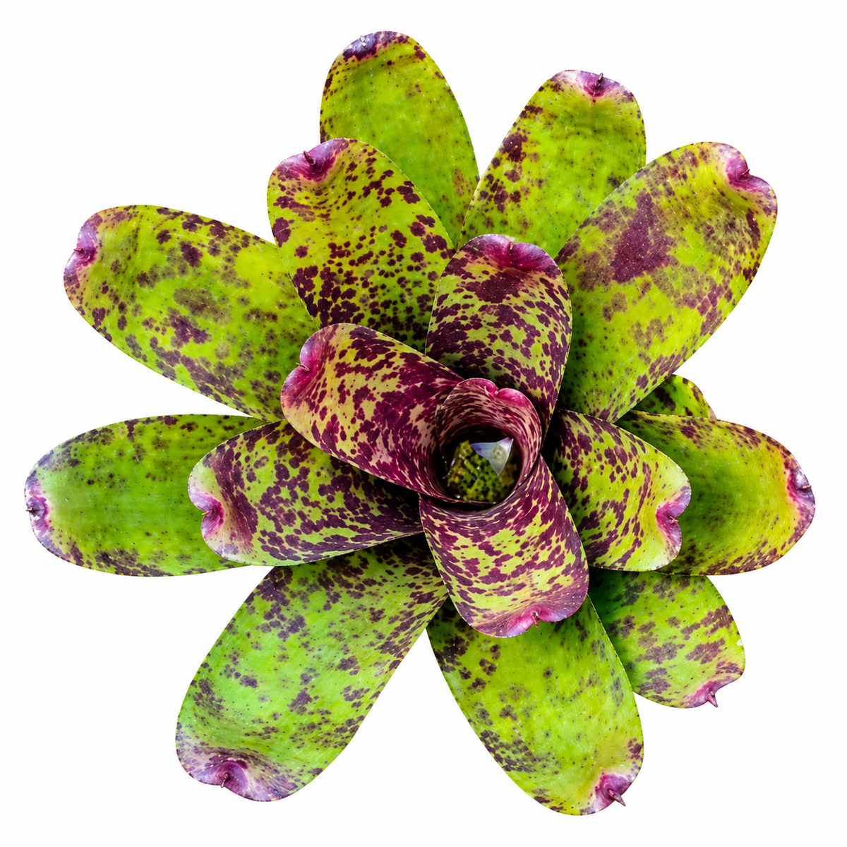 Neoregelia 'Caviar' – Speckled Bromeliad for Terrariums & Vivariums | India