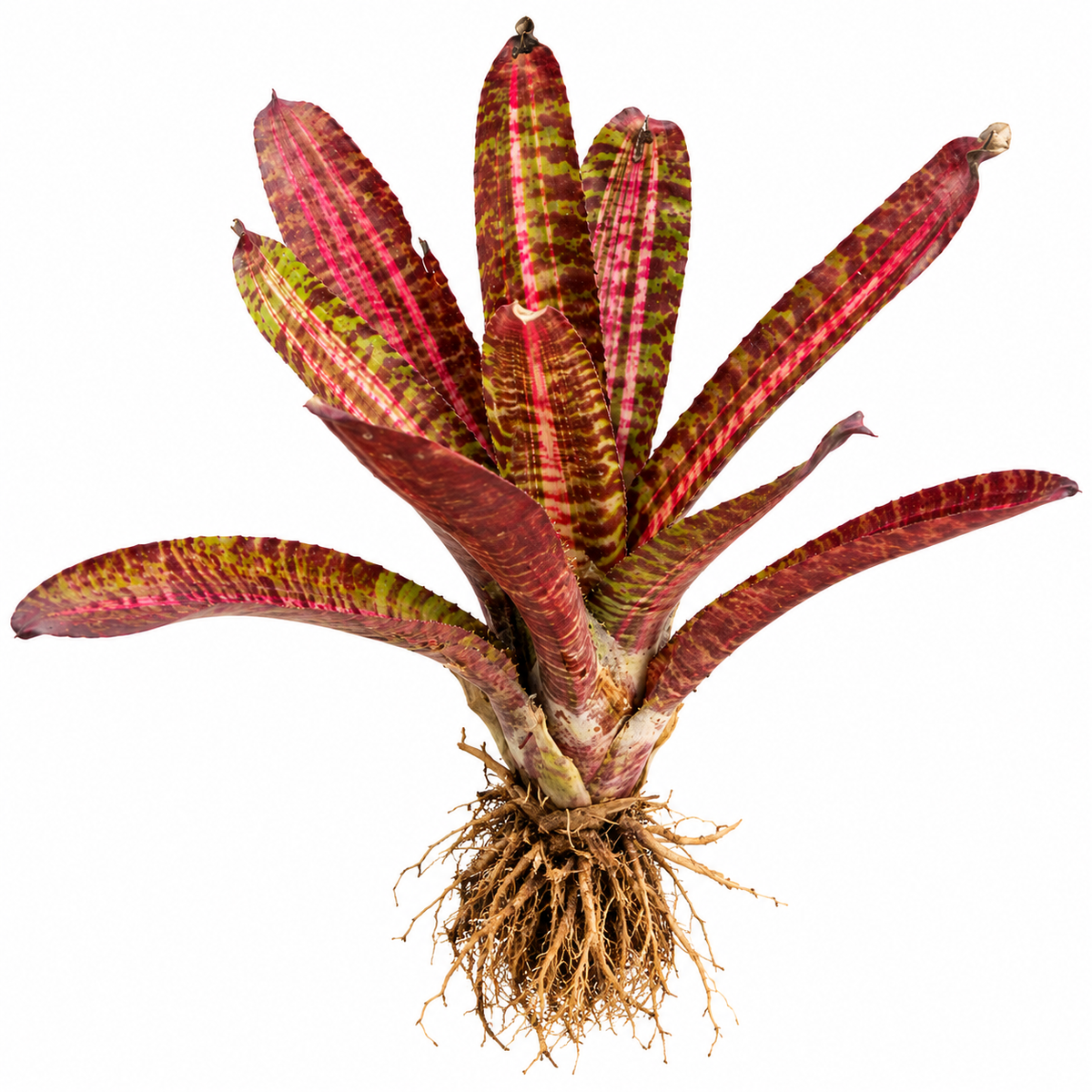 Neoregelia 'Hot Flash' – Fiery Bromeliad for Terrariums & Vivariums | India