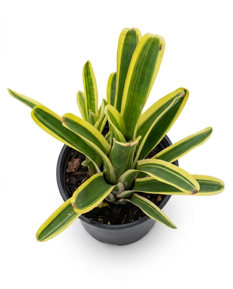 Aechmea nudicaulis 'Flavomarginata' – Hardy Bromeliad for Vivariums | India Fish Bazaar