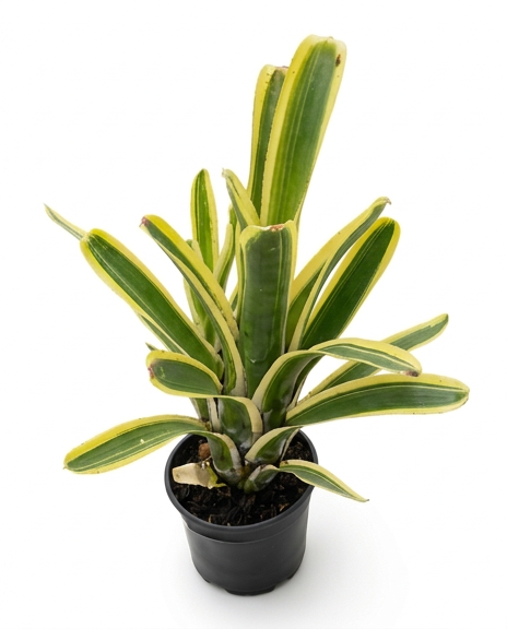 Aechmea nudicaulis 'Flavomarginata' – Hardy Bromeliad for Vivariums | India Fish Bazaar