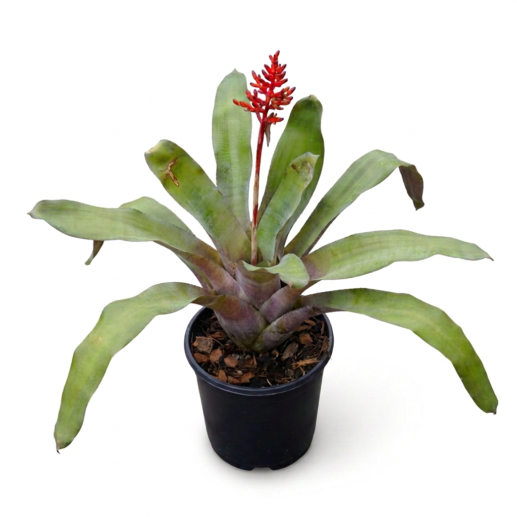Aechmea 'Red Berry' – Red-Bract Bromeliad for Terrariums | India Fish Bazaar