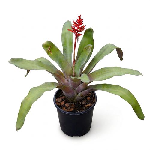 Aechmea 'Red Berry' – Red-Bract Bromeliad for Terrariums | India Fish Bazaar