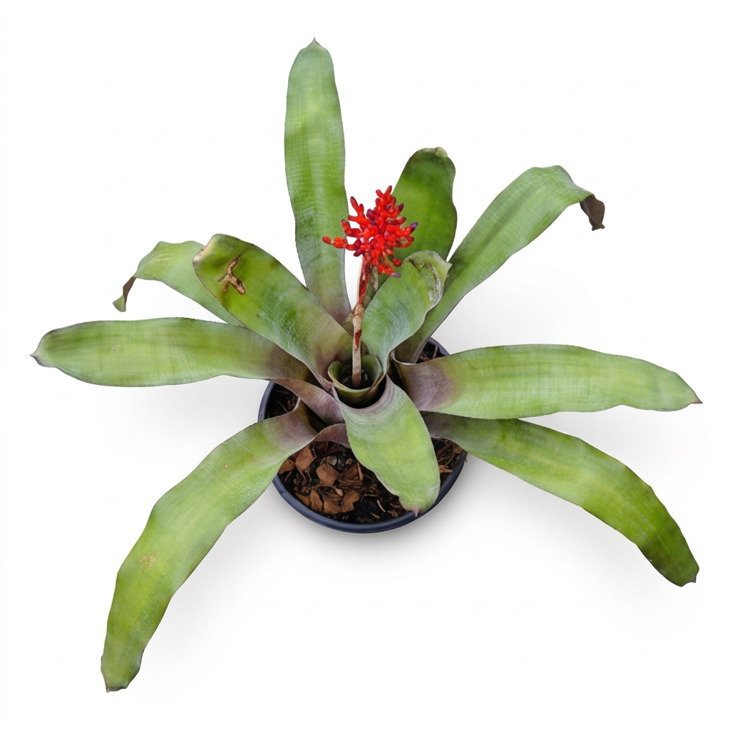 Aechmea 'Red Berry' – Red-Bract Bromeliad for Terrariums | India Fish Bazaar