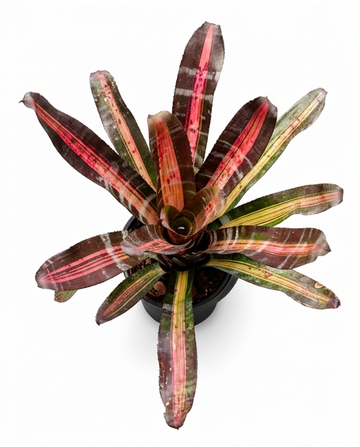 Aechmea 'Roberto Menescal' – Sculptural Bromeliad for Vivariums | India