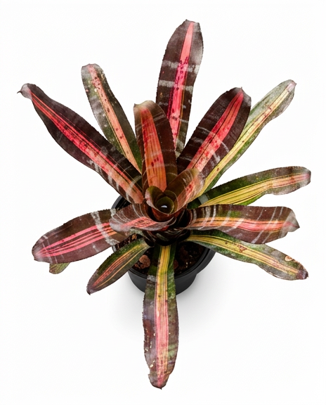 Aechmea 'Roberto Menescal' – Sculptural Bromeliad for Vivariums | India Fish Bazaar