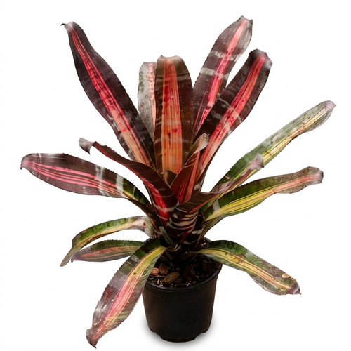 Aechmea 'Roberto Menescal' – Sculptural Bromeliad for Vivariums | India Fish Bazaar