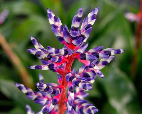 Aechmea 'Blue Rain' – Live Bromeliad for Terrariums & Vivariums | India Fish Bazaar