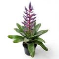 Aechmea 'Blue Rain' – Live Bromeliad for Terrariums & Vivariums | India Fish Bazaar
