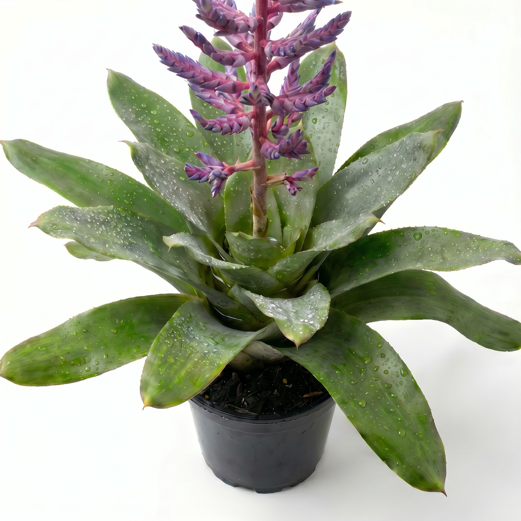 Aechmea 'Blue Rain' – Live Bromeliad for Terrariums & Vivariums | India Fish Bazaar