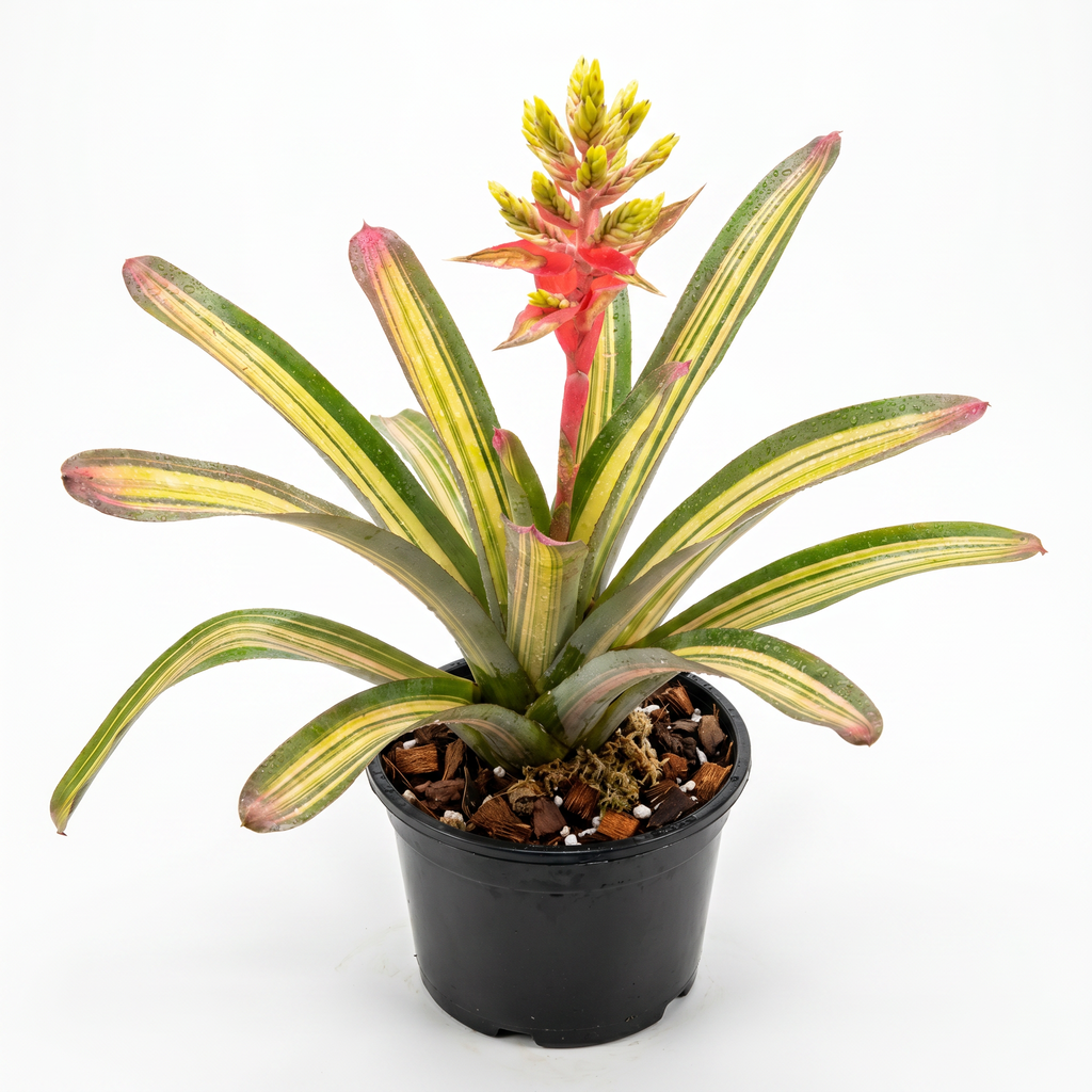 Aechmea 'Harvey's Pride' Side with Pot bromeliad plant in a black plastic nursery pot, featuring green and yellow striped leaves with reddish-pink tips and a central red-orange flower spike, photographed on a white background.