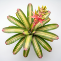 Aechmea 'Harvey's Pride' top view