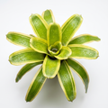 Aechmea 'Lorie's Pride' Top