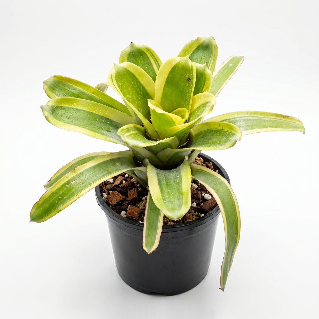 Aechmea 'Lorie's Pride' Sideplant with green and yellow leaves, potted in a black plastic nursery pot on a white background.