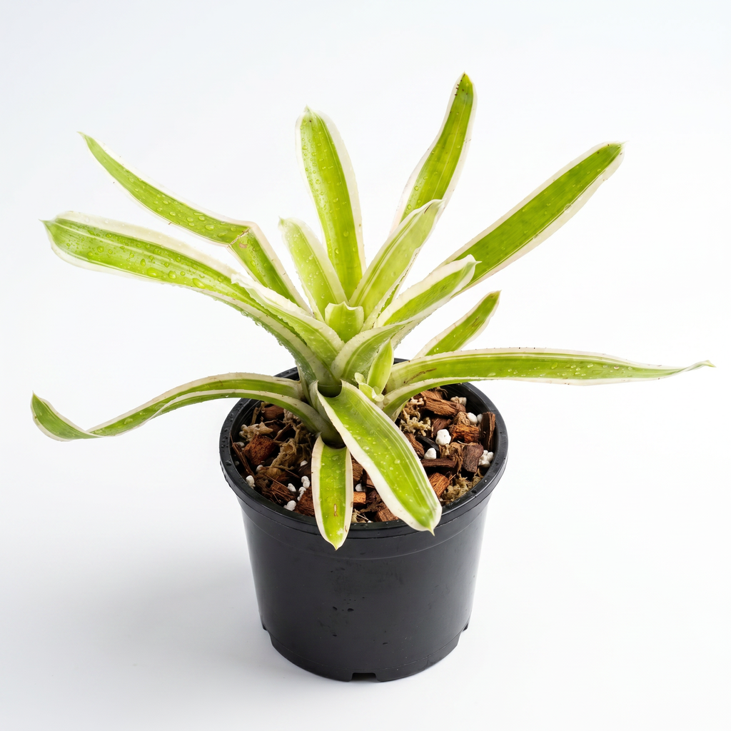 Aechmea 'Lucky Stripes' Side View With Pot