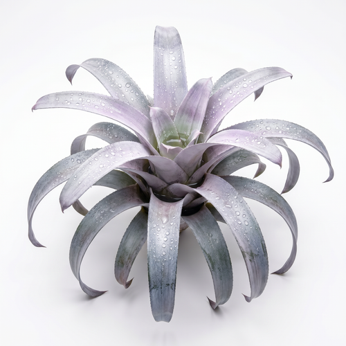 Aechmea 'Malva' Side