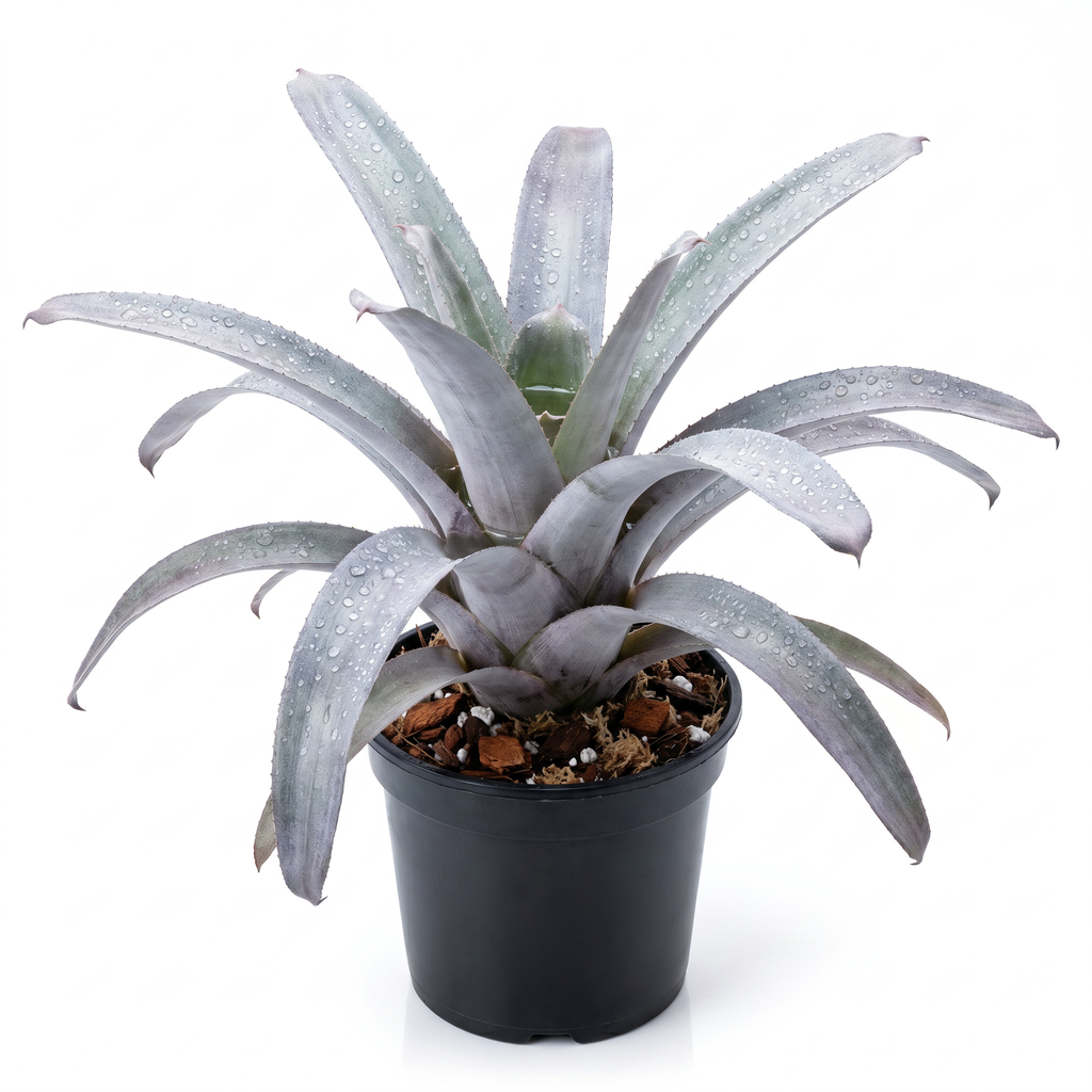 Aechmea 'Malva' Side View with pot