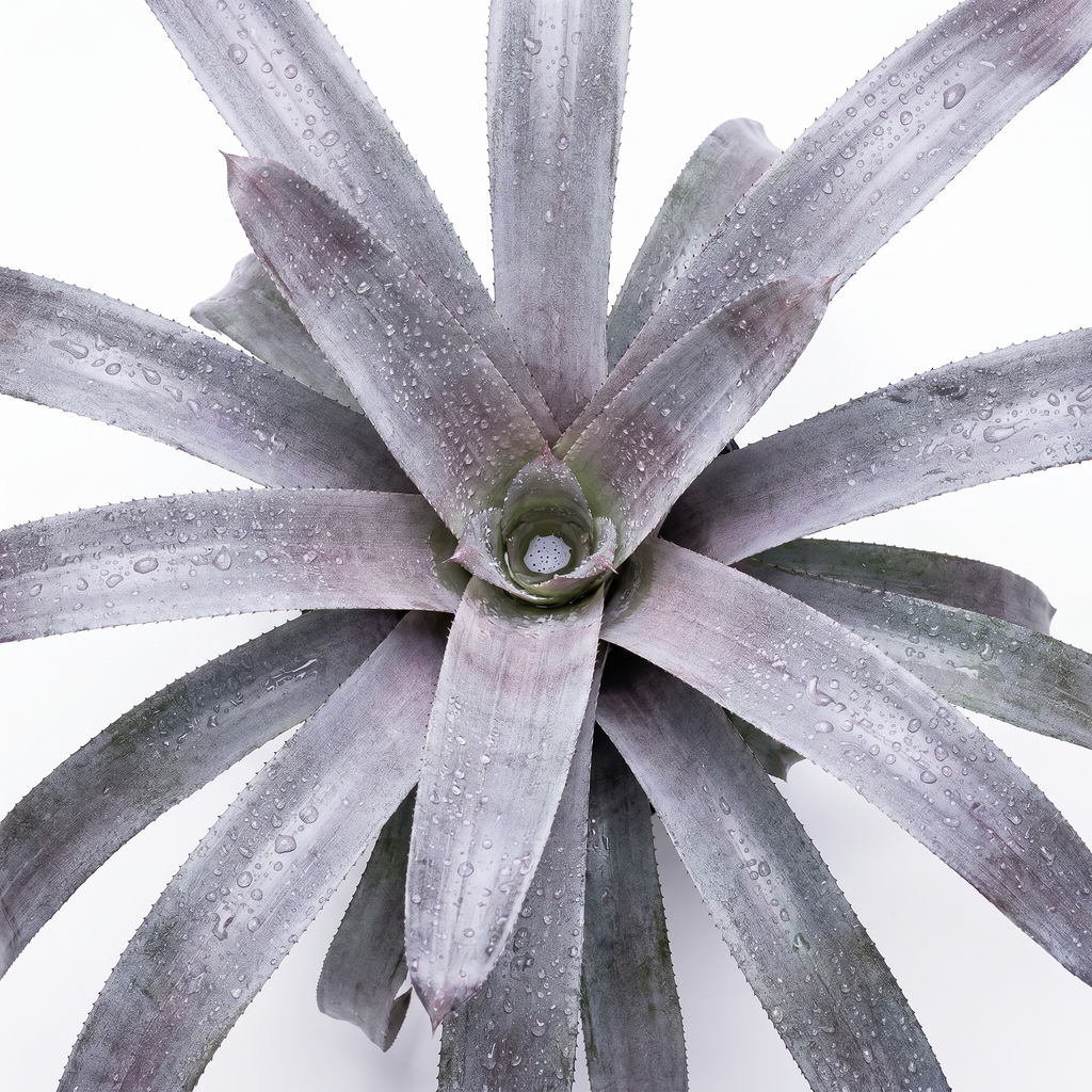 Aechmea 'Malva' top zoomed in