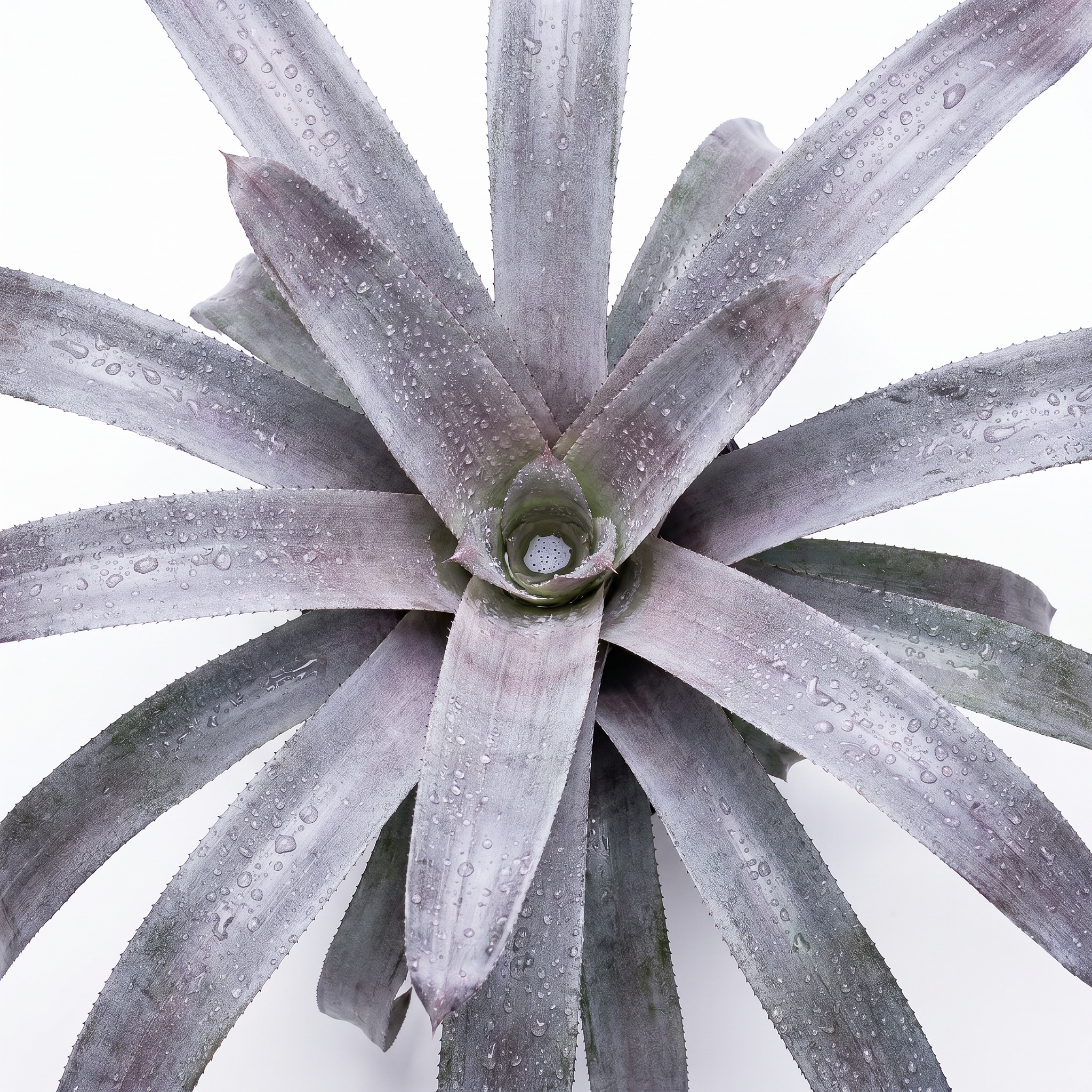 Aechmea 'Malva' top zoomed in