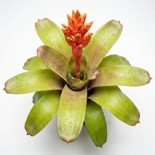 Aechmea 'Orange Torch' – Flowering Bromeliad for Vivariums | India