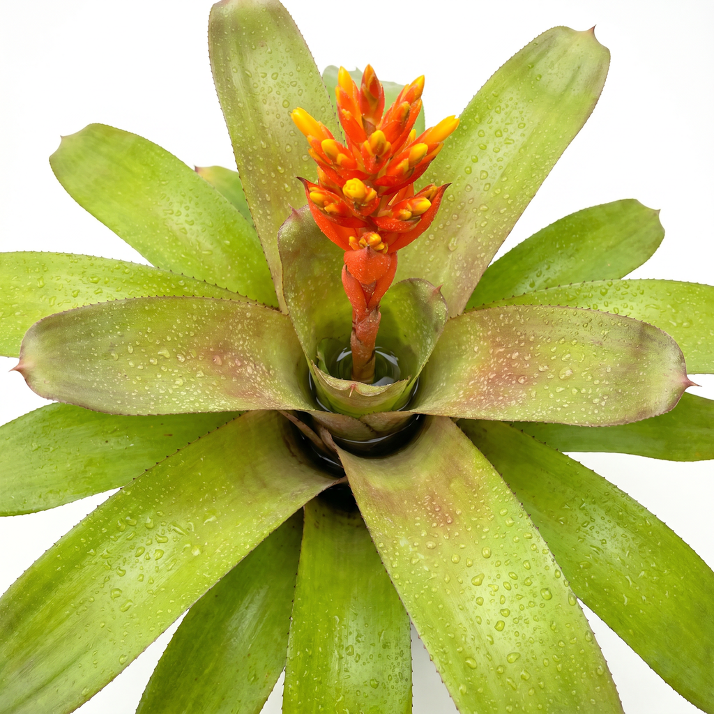 Aechmea 'Orange Torch' – Flowering Bromeliad for Vivariums | India