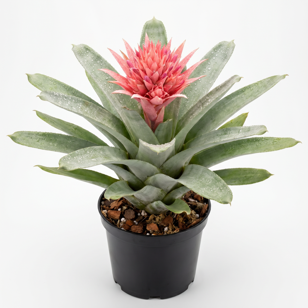 Aechmea 'Pink Star' – Pink Bromeliad for Terrariums & Vivariums | India