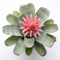 Aechmea 'Pink Star' – Pink Bromeliad for Terrariums & Vivariums | India