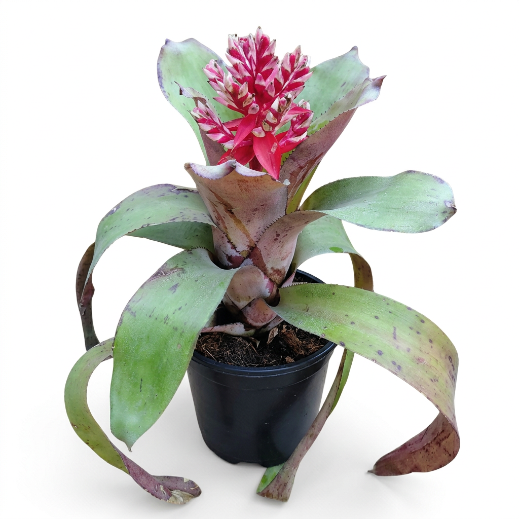 Aechmea 'Pink Torch' – Flowering Bromeliad for Vivariums | India Fish Bazaar