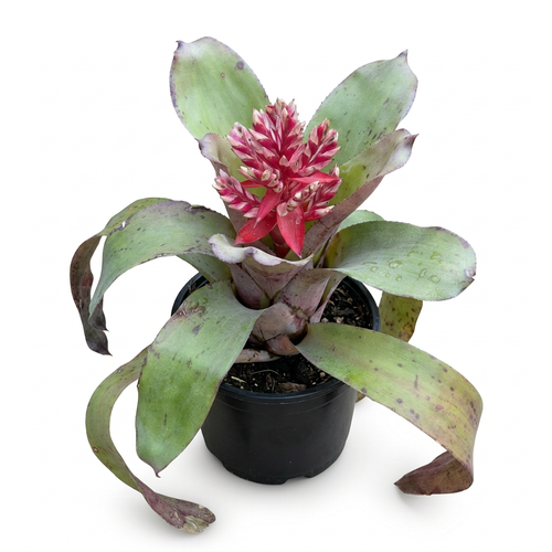 Aechmea 'Pink Torch' – Flowering Bromeliad for Vivariums | India Fish Bazaar