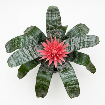 Aechmea 'Primera' – Live Bromeliad for Terrariums & Vivariums | India