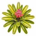 Aechmea 'Vista' Top Side