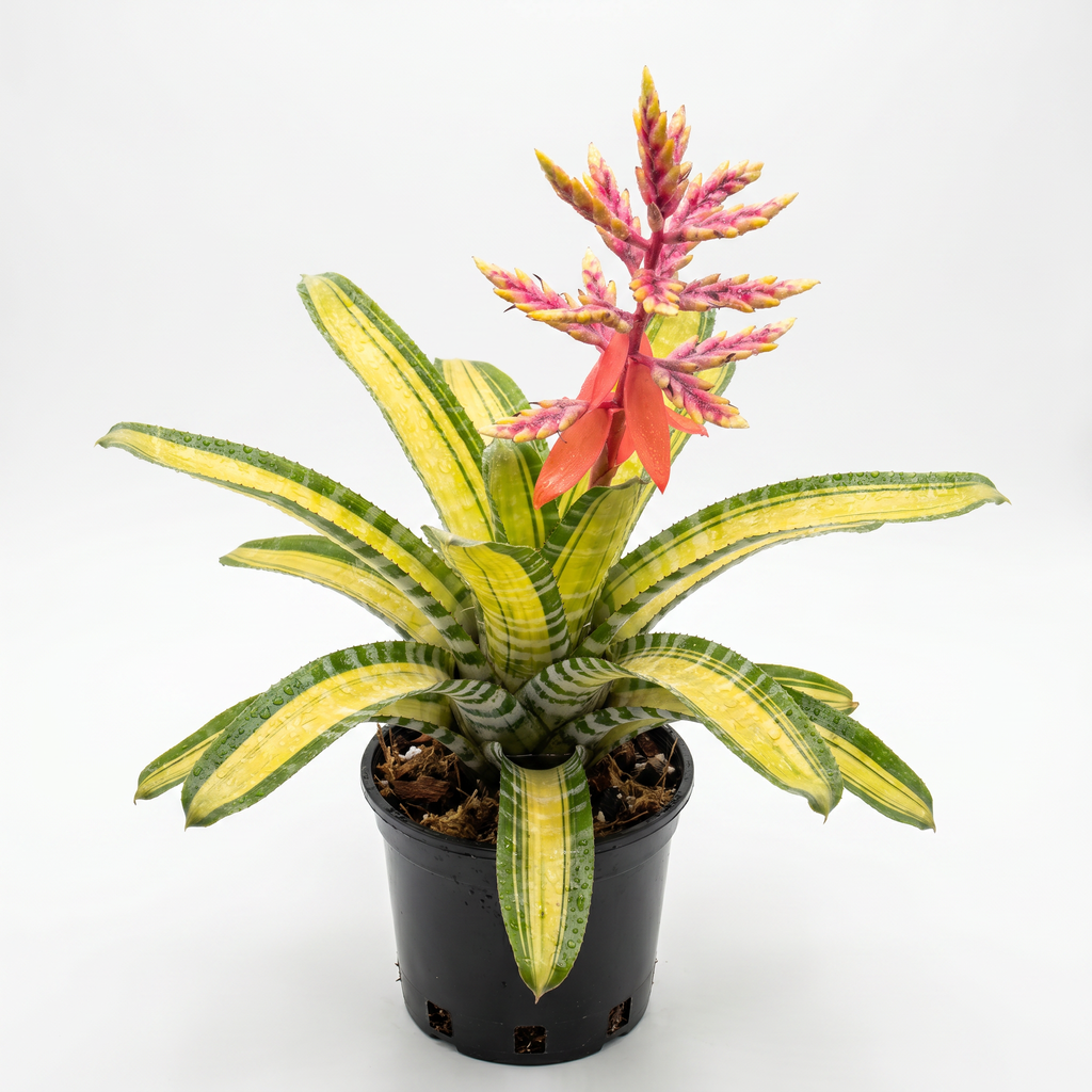 Aechmea 'Vista' Side with pot